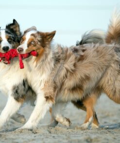 elbhunde dresden laboni hundespielzeug hugo hummer hunde