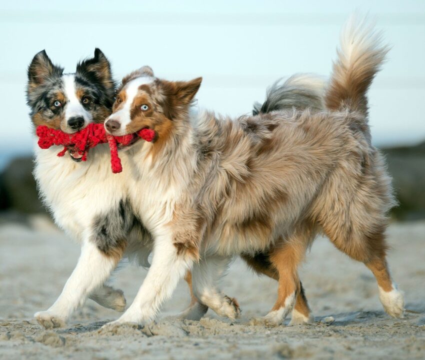 elbhunde dresden laboni hundespielzeug hugo hummer hunde