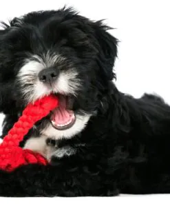 elbhunde dresden laboni hundespielzeug hugo hummer welpe