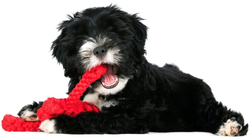 elbhunde dresden laboni hundespielzeug hugo hummer welpe