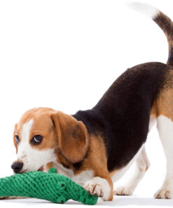 elbhunde dresden laboni hundespielzeug kalli krokodil beagle