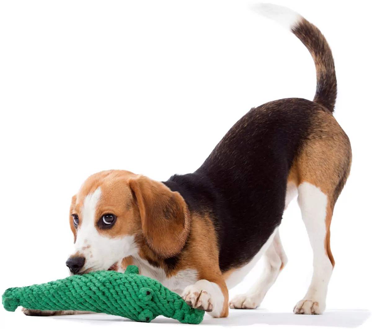 elbhunde dresden laboni hundespielzeug kalli krokodil beagle