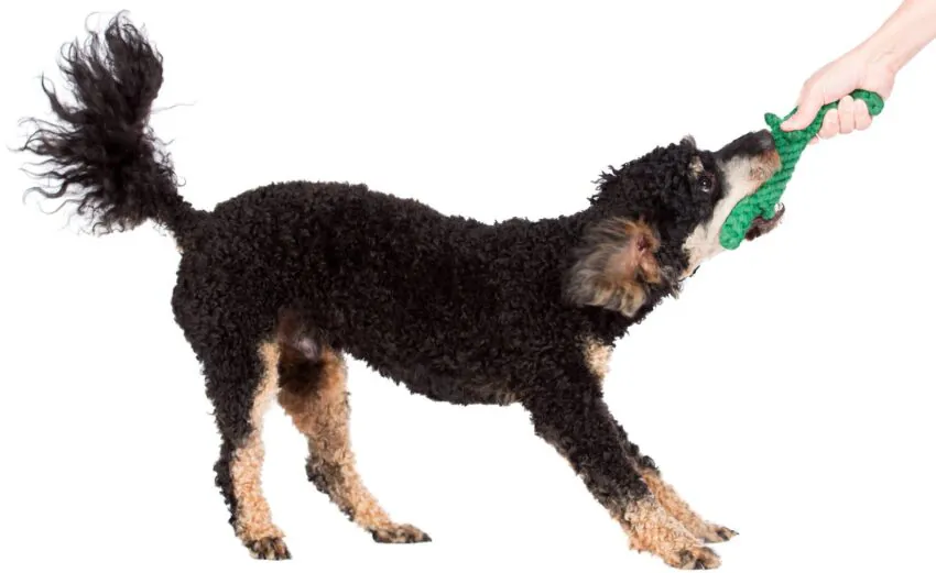 elbhunde dresden laboni hundespielzeug kalli krokodil hund