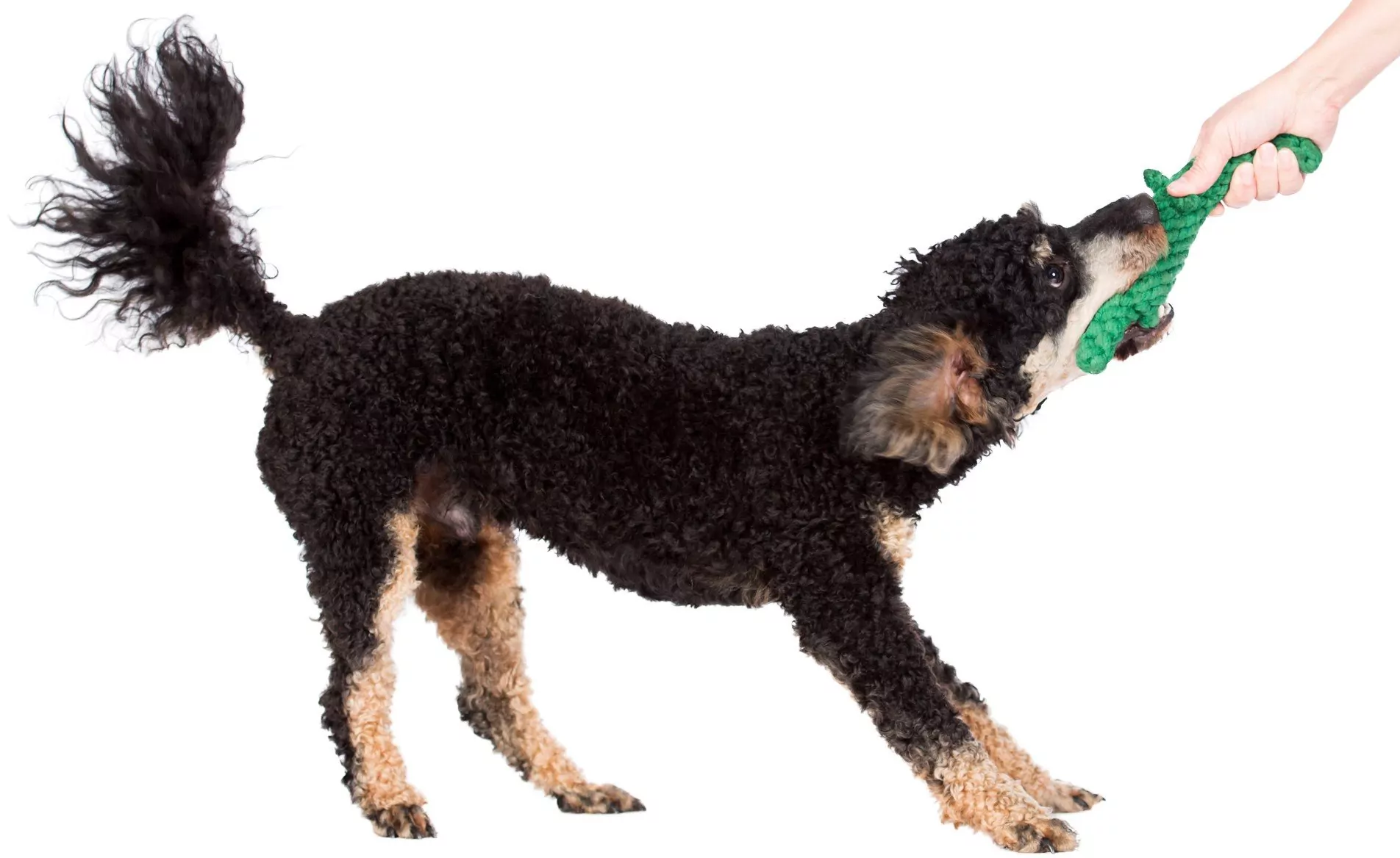 elbhunde dresden laboni hundespielzeug kalli krokodil hund