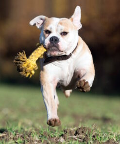 elbhunde dresden laboni hundespielzeug leo loewe hund