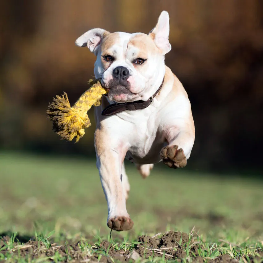 elbhunde dresden laboni hundespielzeug leo loewe hund