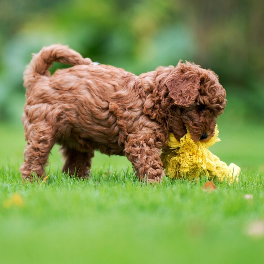 elbhunde dresden laboni hundespielzeug leo loewe welpe