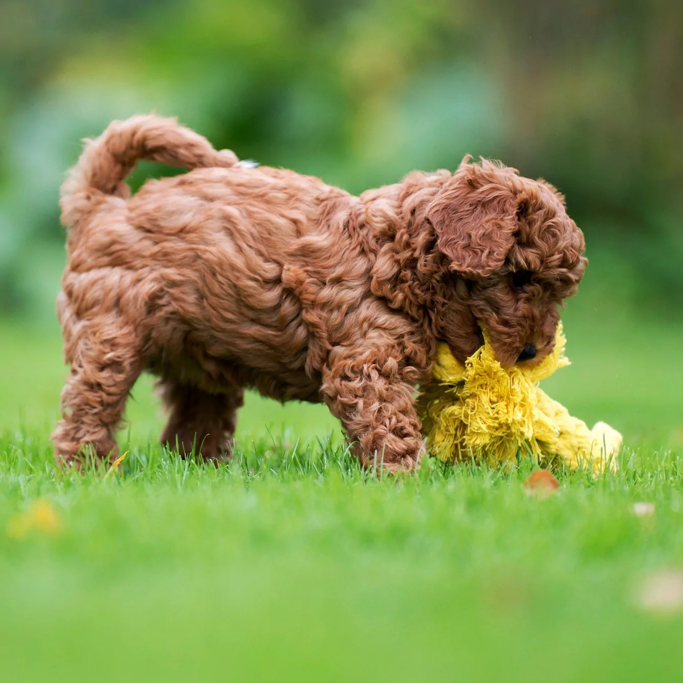 elbhunde dresden laboni hundespielzeug leo loewe welpe