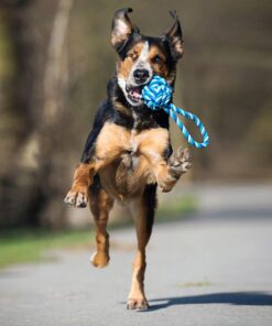 elbhunde dresden laboni hundespielzeug schleuderball kult blau hund
