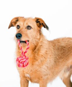 elbhunde dresden laboni hundespielzeug schleuderball kult pink hund