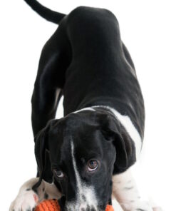 elbhunde dresden laboni hundespielzeug thaddaeus tintenfisch hund