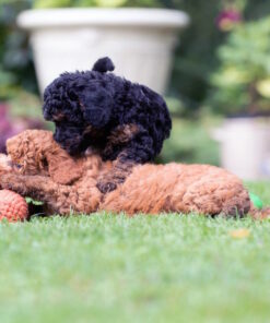 elbhunde dresden laboni hundespielzeug thaddaeus tintenfisch welpe