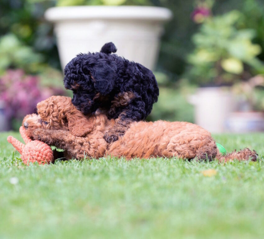 elbhunde dresden laboni hundespielzeug thaddaeus tintenfisch welpe