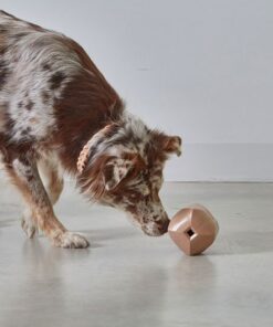 elbhunde dresden miacara beschaeftigungsspielzeug dado aktion