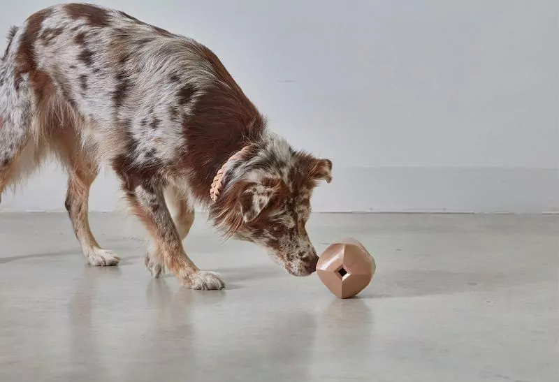 elbhunde dresden miacara beschaeftigungsspielzeug dado aktion