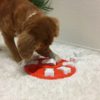 Elbhunde Dresden Nina Ottosson Intelligenzspielzeug Dog Smart Hund