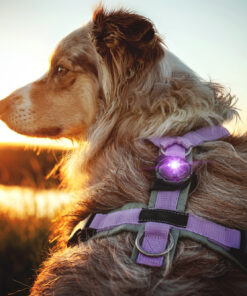 elbhunde dresden orbiloc dog dual safety light sicherheitslicht hund geschirr oben