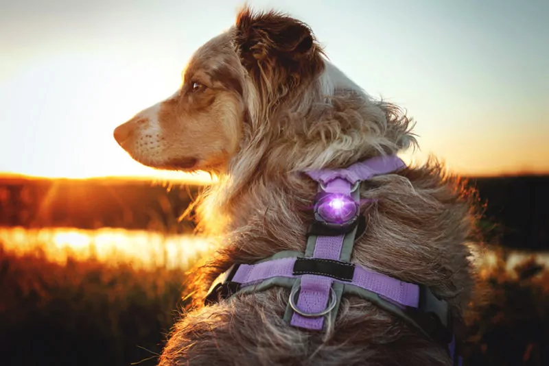 Elbhunde Dresden Orbiloc Dog Dual Safety Light Hund Geschirr oben