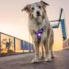 Elbhunde Dresden Orbiloc Dog Dual Safety Light Hund Geschirr vorne