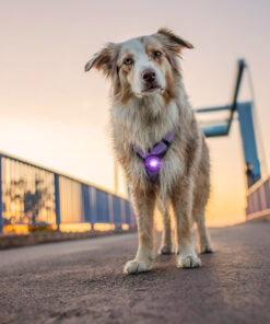 elbhunde dresden orbiloc dog dual safety light sicherheitslicht hund geschirr vorne