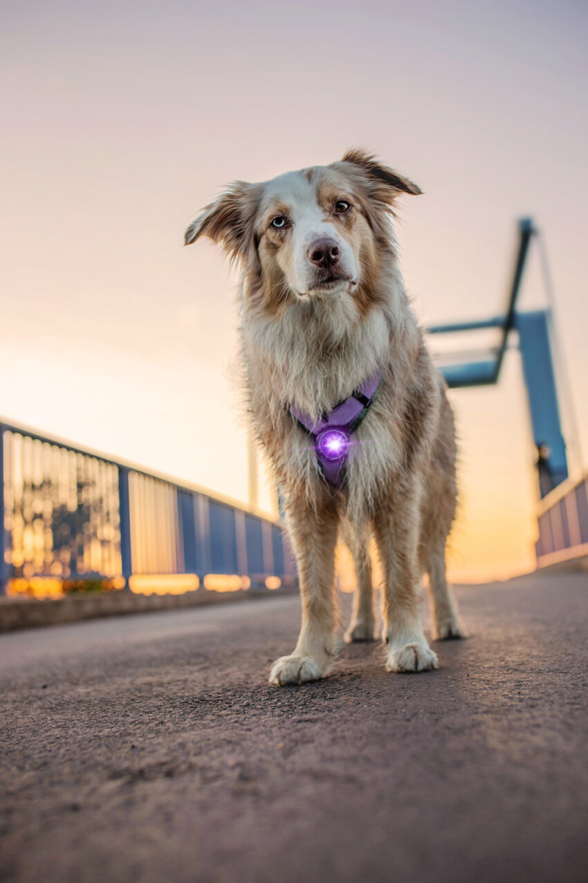 elbhunde dresden orbiloc dog dual safety light sicherheitslicht hund geschirr vorne