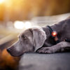 elbhunde dresden orbiloc dog dual safety light sicherheitslicht weimaraner halsband