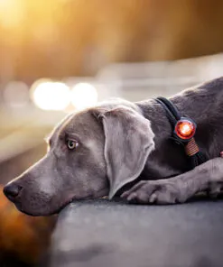 elbhunde dresden orbiloc dog dual safety light sicherheitslicht weimaraner halsband