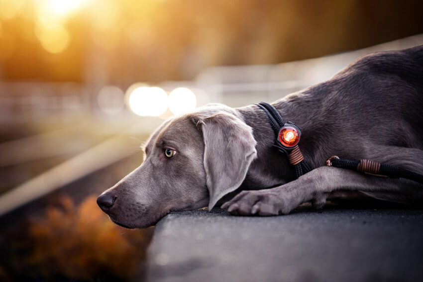 elbhunde dresden orbiloc dog dual safety light sicherheitslicht weimaraner halsband