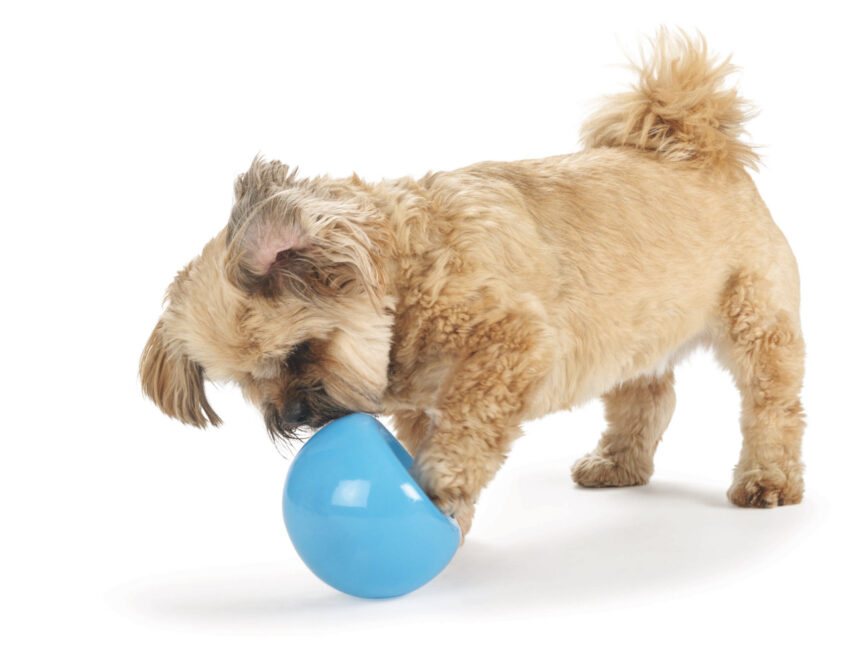 elbhunde dresden planet dog hundespielzeug intelligenzspielzeug beschaeftigung orbee tuff snoop hund