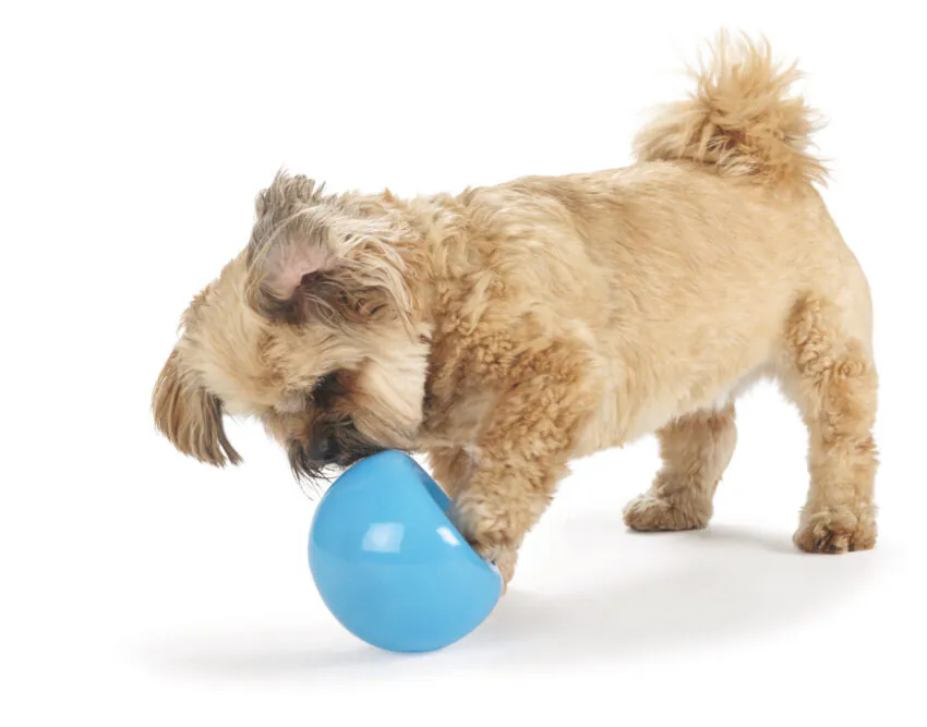 elbhunde dresden planet dog hundespielzeug intelligenzspielzeug beschaeftigung orbee tuff snoop hund