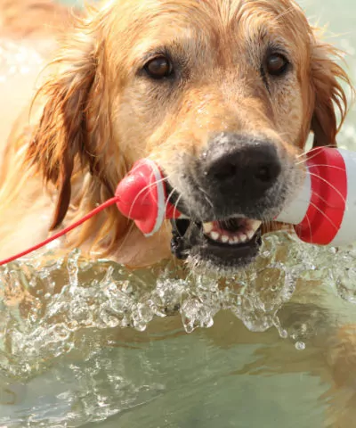Elbhunde Dresden ROGZ Wassersoielzeug Leuchtturm Hund