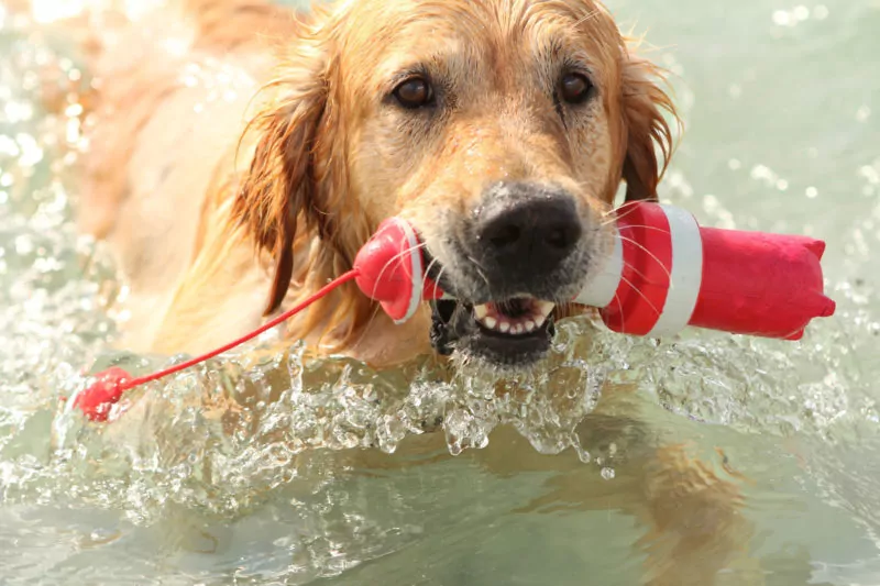 elbhunde dresden rogz lighthouse leuchtturm hundespielzeug wasserspielzeug retriever