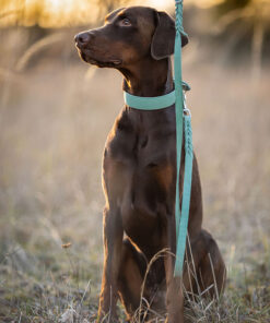 elbhunde maul ledermanufaktur halsband mono pop hund