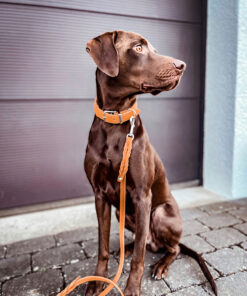 elbhunde maul ledermanufaktur halsband mono pop maisgelb hund