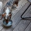 Elbhunde MiaCara faltbarer Reisenapf Piega Dackel