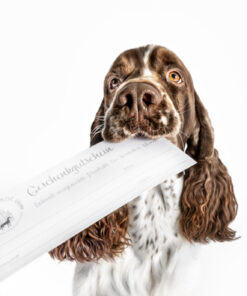 elbhunde shop header gutscheine