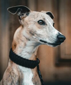 elbhunde biothane paracord halsband blackedition black model