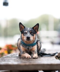 elbhunde biothane paracord halsband blackedition blau model