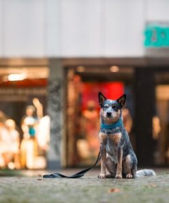 elbhunde biothane paracord halsband blackedition leine blau model