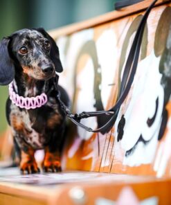 elbhunde biothane paracord halsband blackedition rosa leine model