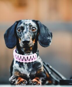 elbhunde biothane paracord halsband blackedition rosa model