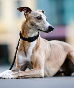 elbhunde biothane paracord halsband leine blackedition black model