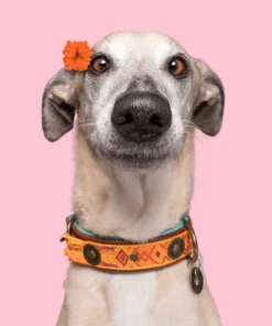 elbhunde dresden dwam halsband boho chica tragebild