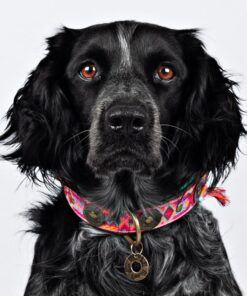 elbhunde dresden dwam halsband boho rosa tragebild