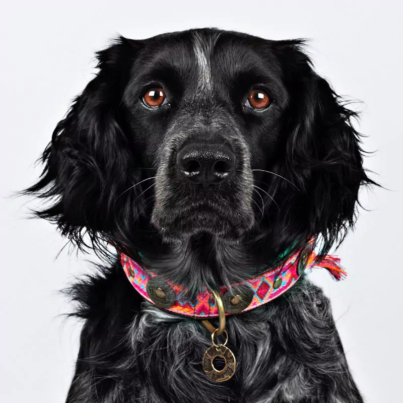 elbhunde dresden dwam halsband boho rosa tragebild