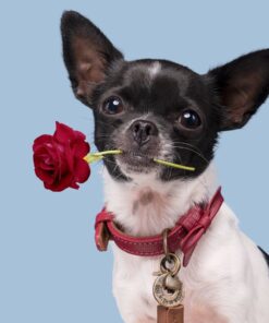 elbhunde dresden dwam halsband boonie tragebild