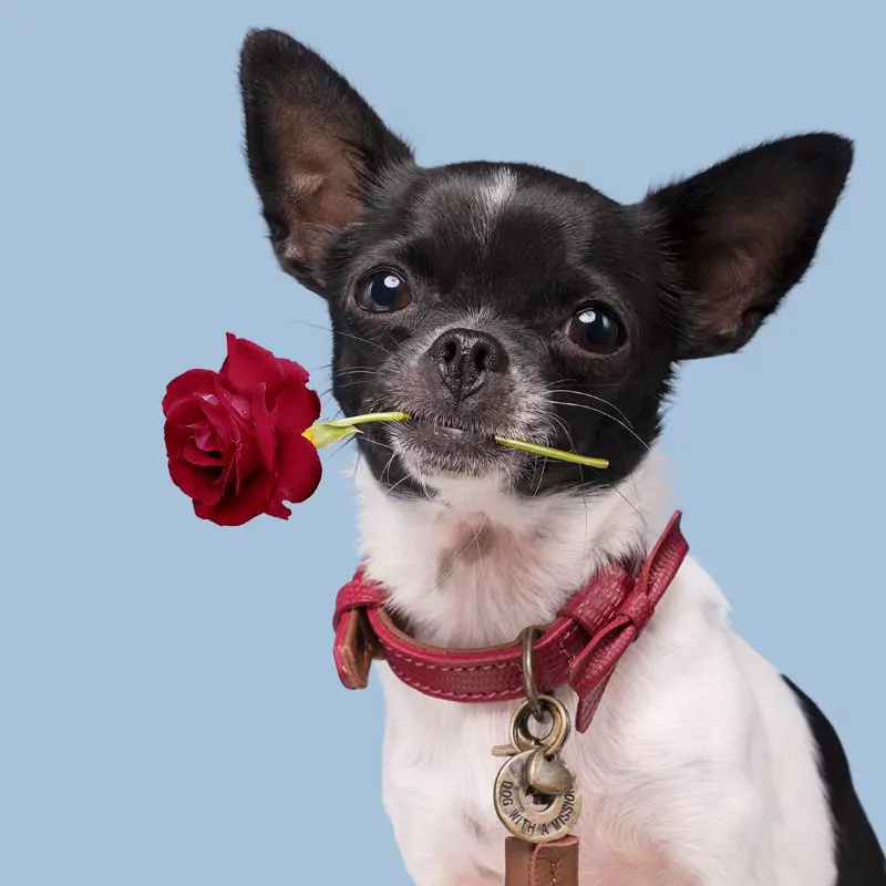 elbhunde dresden dwam halsband boonie tragebild