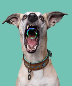 elbhunde dresden dwam halsband indi moon tragebild