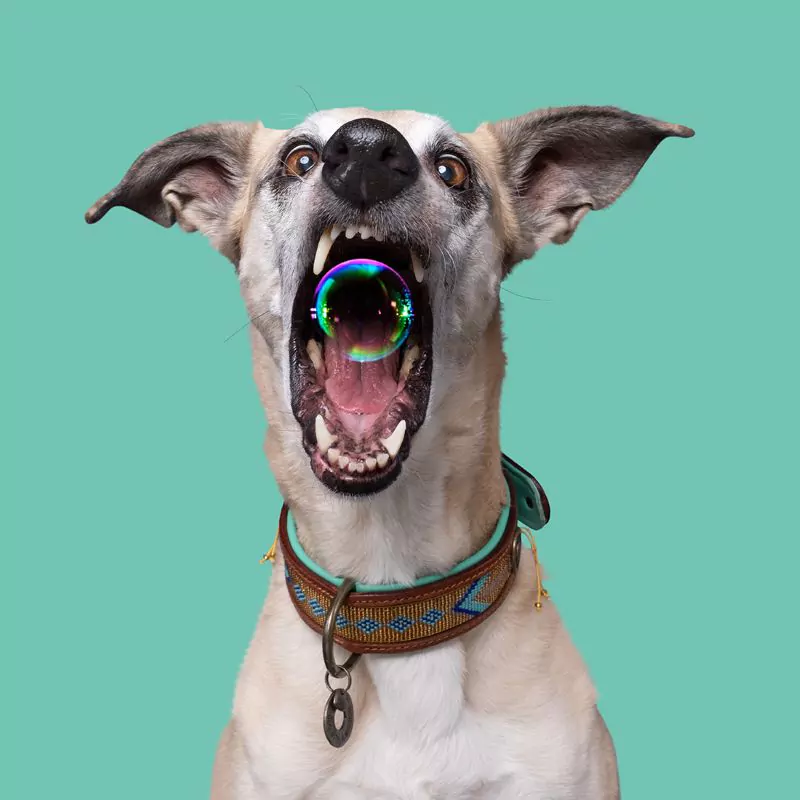 elbhunde dresden dwam halsband indi moon tragebild