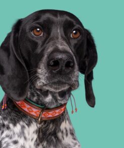 elbhunde dresden dwam halsband sweet mae tragebild